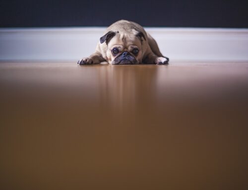 Druk uitoefenen door beslag op een hond, mag dat?